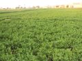 حقل فصة مزروعة في مصر