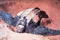 الترسة جلدية الظهر (Dermochelys coriacea)