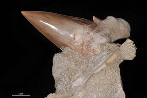 A brown shark toothed with top part lodged in a rock