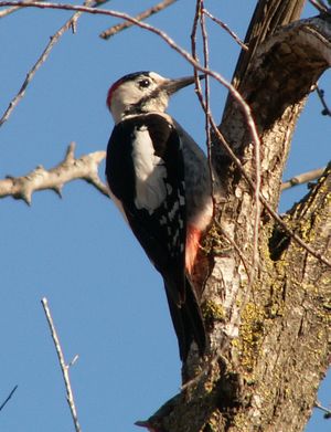 Syrian-Woodpecker-20051218m023.jpg