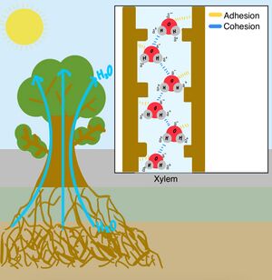This diagram illustrates capillary action in plants, which allows water to move upward through the xylem from the roots to the leaves. This upward movement is driven by cohesion (hydrogen bonds between the partial positive of one water molecule to the partial negative of another water molecule) and adhesion (attraction between water molecules to other polar molecules). The inset on the top right shows a close-up of these molecular interactions. Blue dashed lines represent hydrogen bonds between water molecules (cohesion), while yellow dashed lines indicate the adhesive forces between water and the xylem wall (adhesion). Together, cohesion and adhesion generate the capillary action and tension required to pull water up through the plant during transpiration.