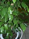 Ficus benjamina2.jpg