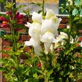 White Snapdragon Flower