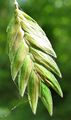 A Chasmanthium latifolium spikelet