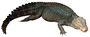 Dwarf Caiman white background.jpg