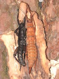 Eurycantha calcarata Pair.jpg