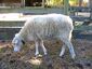 Gulf Coast Native sheep.jpg