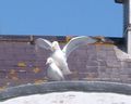 Herring Gulls mating