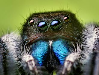 Phidippus audax male.jpg