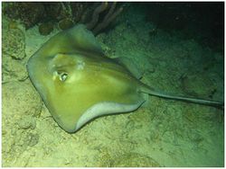 Dasyatis americana bonaire.jpg