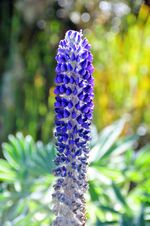 Lupinus alopecuroides 2 - Páramo de Ocetá.jpg