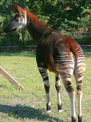 Okapia johnstoni 17zz.jpg