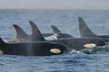 Orca pod southern residents.jpg