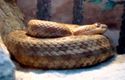 Crotalus aquilus.jpg
