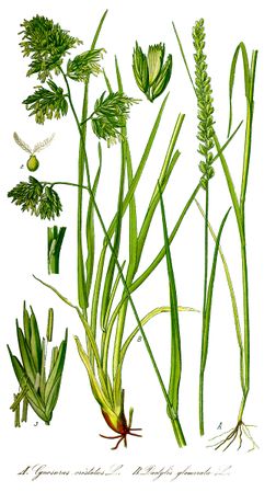 صورة معبرة عن الموضوع إصبعية متجمعة