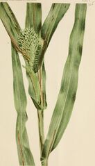 دخن پروسو مصاب بمرض الخطوط البكتيري.