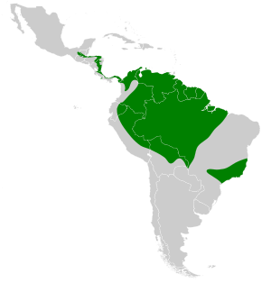 Nyctibius grandis map.svg
