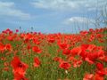 Poppies near Kelling North Norfolk UK in June 2002