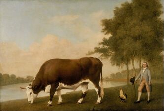 The Lincolnshire Ox (1790)