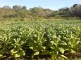 Tobacco growing in الفلپين