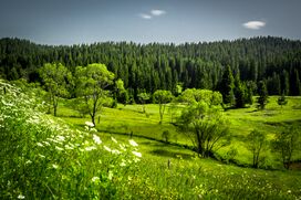 Родопско зелено.jpg