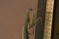 Mantis religiosa, European Mantis
