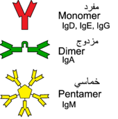 بعض الأجسام المضادة من المجمعات التي ترتبط بعدة جزيئات مستضدة.