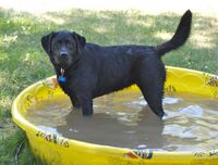 A black Labrador Retriever bathing in a kiddie pool