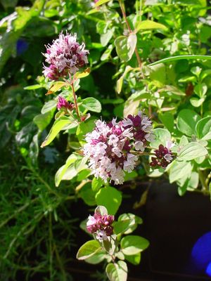 ChristianBauer flowering oregano.jpg
