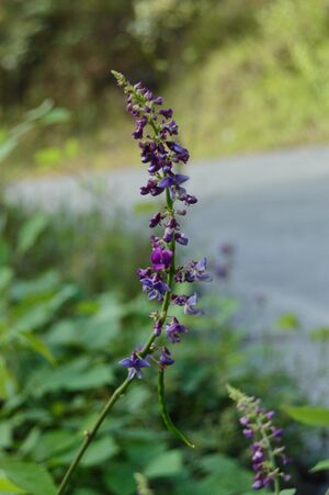 Oxyrhynchus populneus.jpg