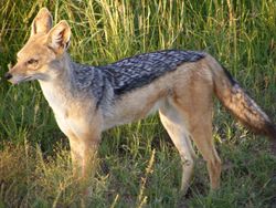 Black Backed Jackal Masaai Mara April 2008.JPG