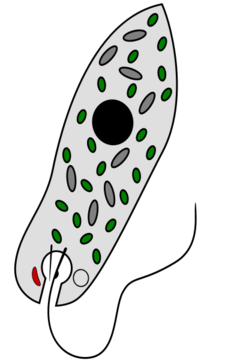 Euglena.png