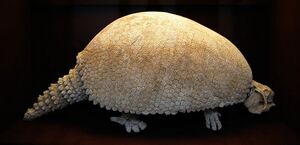 Glyptodon-1.jpg