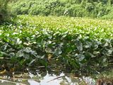 Nuphar lutea carpet in the upper Yarkon river