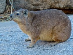 Rock Hyrax (Procavia capensis) (7042223567).jpg