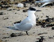 Sterna sandvicensis Farnes.jpg