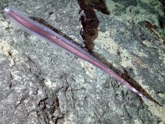 Venefica tentaculata, a Nettastomatidae