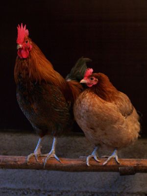 Bantam Rooster.jpg