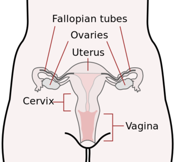 Female anatomy frontal view.svg