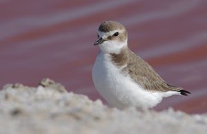 الزقزاق الإسكندراني، من الطيور الشائعة في الكويت.