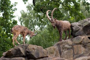 Siberian Ibex.jpg