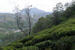 Tea plantations in Nuwara Eliya