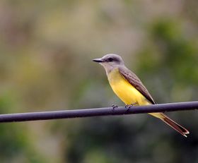 صورة معبرة عن الموضوع عصفور الملك الأبيض الحنجرة