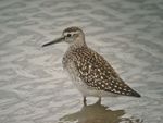 Wood Sandpiper (Tringa glareola) - geograph.org.uk - 1036193.jpg