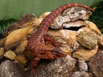 Animais do Jardim Zoológico de São Paulo 11.JPG