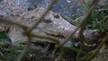 Caiman del orinoco, Amazonas.JPG
