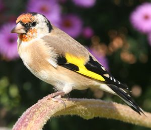 De Stieglitz lat Carduelis carduelis.jpg