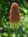 'Shenandoah' Red Hot Poker