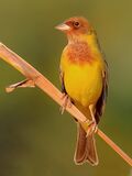Red-headed bunting (Emberiza bruniceps) Photograph by Shantanu Kuveskar.jpg