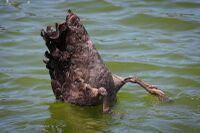 Up-ending in deeper water to reach food